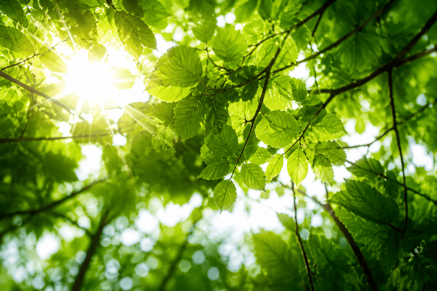 Green and Sustainable Development